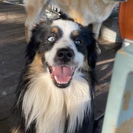 Tate - Miniature Australian Shepherd