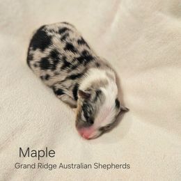 Girl 1 - Blue merle female Australian Shepherd puppy in Fort Wayne, Indiana from Grand Ridge Australian Shepherds