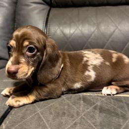 Ziggy - Chocolate male Dachshund puppy in Hillsville, Virginia from Bonderosa Kennels