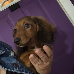 Red boy - Red male Dachshund puppy in Alice, Texas from Crimson’s longhair Dachshunds
