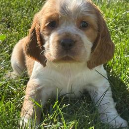 Ginny - Lemon and white female English Springer Spaniel puppy in Coeur D'alene, Idaho from Springer Hollow