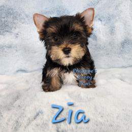 Zia - Black and tan female Yorkshire Terrier puppy in Adair, Oklahoma from Phillippe's Puppy Paws