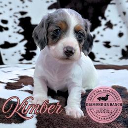KIMBER - Dapple female Dachshund puppy in Columbia, Louisiana from Diamond 5R Ranch AKC & CKC Miniature Dachshunds