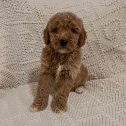 Dallas (Our Lone Star State litter) - Red  male Goldendoodle puppy in Hopkins County, Texas from Boutique Doodles
