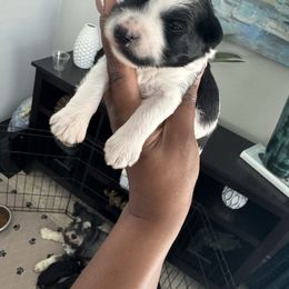 Female 1 - Parti female Miniature Schnauzer puppy in Pearland, Texas from K & S Schnauzers