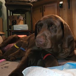 Boobers - Labrador Retriever