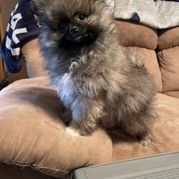 Pomeranian Puppies from POMS USA