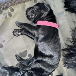 Giant Schnauzer Puppies from JAMG Schnauzers