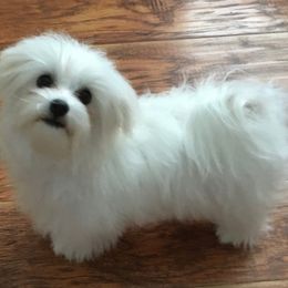 Laney - Maltese
