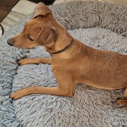 WINTER - German Pinscher