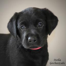 Labrador Retriever Puppies from GocheeLabs