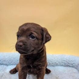 Anchovy - female Patterdale Terrier puppy in Yucaipa, California from Moormont Kennels