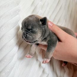 Female 3 - Blue tri-color female American Bully puppy in Moville, Iowa from Solidified Midwest Bullies