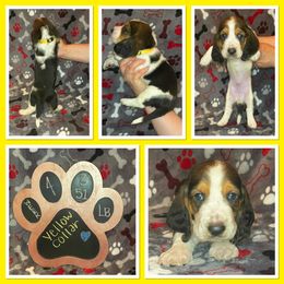 Basset Hound Puppies from Cam’s Country Bassets