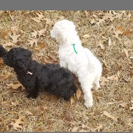 Poodle Puppies from Parkview Poodles