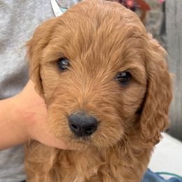 Boy 5 - male Goldendoodle puppy in Pasco, Washington from Elm Road Farms