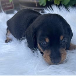 Chase - Black and tan male Dachshund puppy in Warrior, Alabama from Bountiful Dachshunds