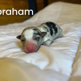 Abraham - White and blue merle male Border Collie puppy in Franklin, Maine from Broad Meadow Borders