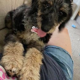 Aussiedoodle Puppies from Oatbird Ranch Aussiedoodles
