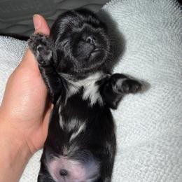 Chip - Black and white male Shih Tzu puppy in Kettering, Ohio from The Ruff Life Tribe