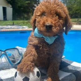 Light Blue Bow - Red  male Goldendoodle puppy in Germantown, Maryland from Honey Blossom Doodles