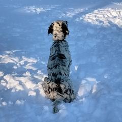 Janey - English Setter