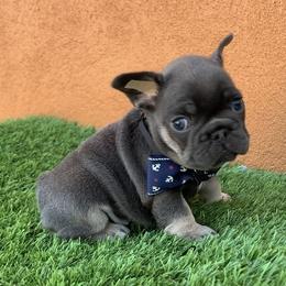 Boy 1 - Tricolors male French Bulldog puppy in Bell Gardens, California from G bulldogs