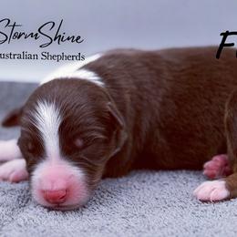 Flame - Red tri-color male Australian Shepherd puppy in Greeneville, Tennessee from Storm Shine Australian Shepherds