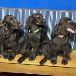 Field Spaniel puppies from SandyMist Kennel