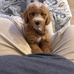 Black collar - Red  male Goldendoodle puppy in Rialto, California from Bridge City Doodles