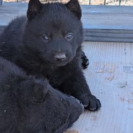 Red - Black male German Shepherd puppy in Luna, New Mexico from Von De León German Shepherds