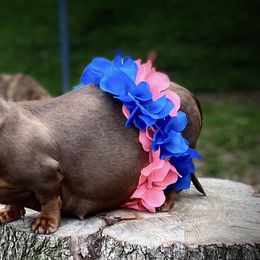 Dachshunds from Serendipity Dachshunds