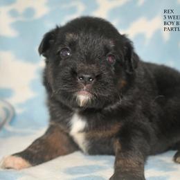 Rex - Black tri male Miniature Australian Shepherd puppy in Patterson, North Carolina from DreamLine Aussies