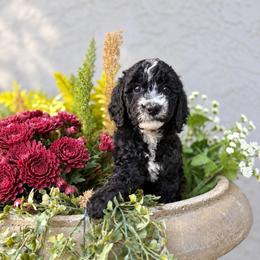 Moon - Black female Goldendoodle puppy in Orangevale, California from Ugly Dad Doodles