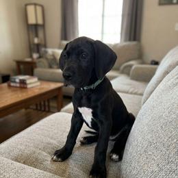 Poppy - Black and white female Great Dane puppy in Marshall, Michigan from Dream K9