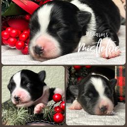 (3) Mistletoe, BTF - Black tri female Miniature American Shepherd puppy in Huntington, Texas from JKKJ Farms