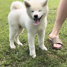 Japanese Akitainu Puppies from Winmont Akitas