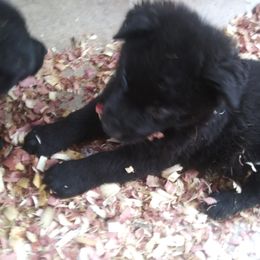 German Shepherd Puppies from Keith Mcgurk