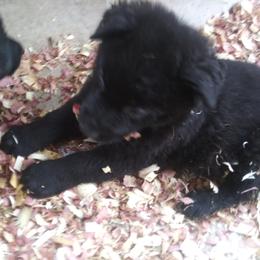 German Shepherd Puppies from Keith Mcgurk