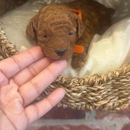 Boy 1 - Red  male Poodle puppy in Okc, Oklahoma from Designer Poos By Diva