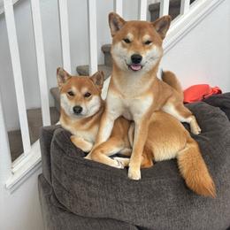 Sushi - Shiba Inu