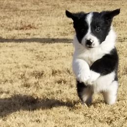 Border Collie Puppies from Bond Border Collies