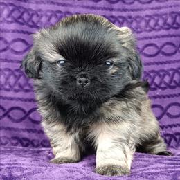 Fawn boy 2 - Fawn male Pekingese puppy in Batesburg Leesville, South Carolina from My Unique Peke