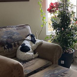 Cocker Spaniels from Scott & Lada’s Pups