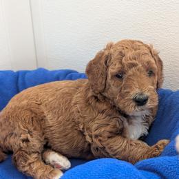 Ben - Red  male Poodle puppy in Rockvale, Tennessee from Robin's Nest Farm