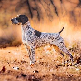King - German Shorthaired Pointer