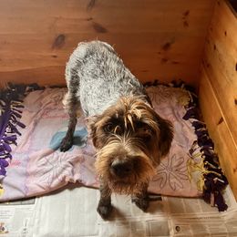 Stella - Wirehaired Pointing Griffon