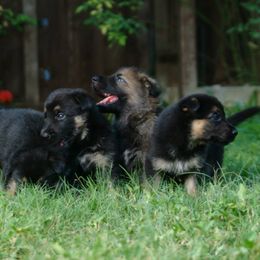 German Shepherd Puppies from Grendelhaus Shepherds