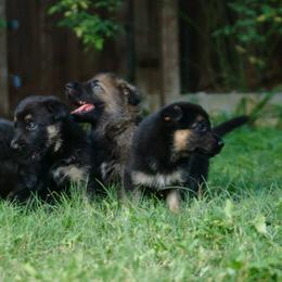 German Shepherd Puppies from Grendelhaus Shepherds