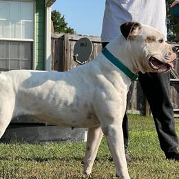 Hannah  - American Bulldog